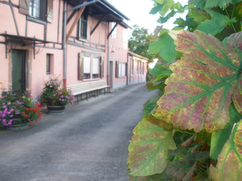Gites & Camping On The Route Des Vins Bergheim Exteriör bild