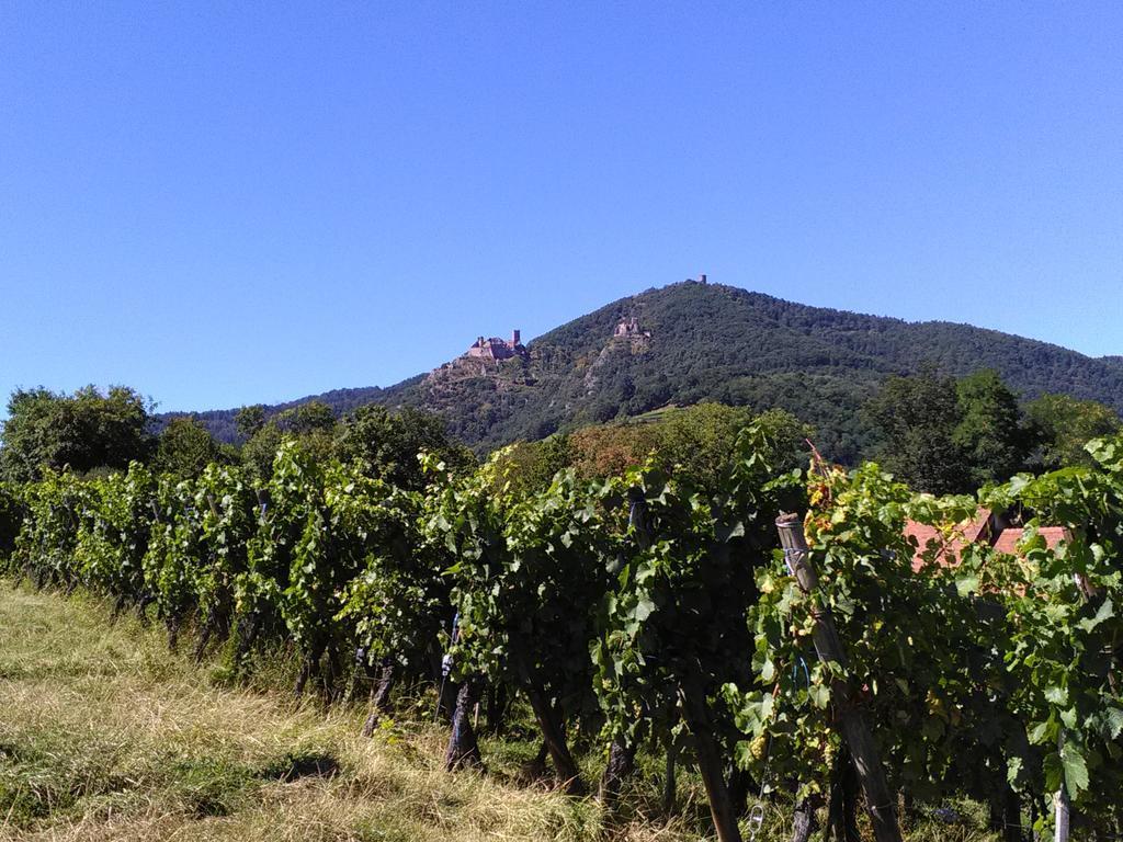 Gites & Camping On The Route Des Vins Bergheim Exteriör bild